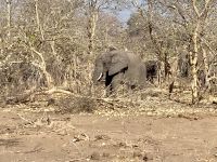 Jeep Safari, Buffalo Park, Elefanten
