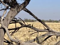 Jeep Safari, Buffalo Park, Affen