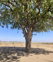 Jeep Safari, Buffalo Park, Leberwurstbaum