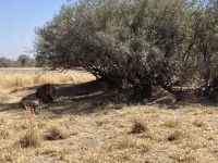 Jeep Safari, Buffalo Park, Löwen