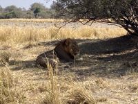 Jeep Safari, Buffalo Park, Löwen