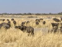 Jeep Safari, Buffalo Park, Büffel