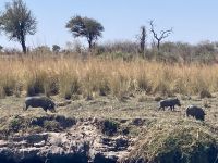 Jeep Safari, Buffalo Park, Warzenschweine