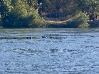 Bootsfahrt, Okavango, Hippos