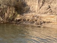 Bootsfahrt, Okavango, Krokodil