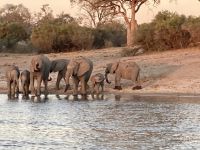 Bootsfahrt, Okavango, Elefanten