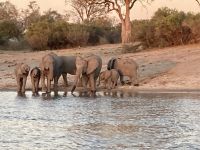 Bootsfahrt, Okavango, Elefanten