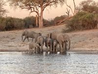 Bootsfahrt, Okavango, Elefanten