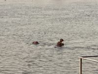 Bootsfahrt, Okavango, Hippos