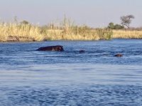 Bootsfahrt, Kwando, Hippos