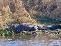 Bootsfahrt, Kwando, Krokodil