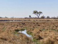 Jeep Safari, Bwabwata Park, Impalas
