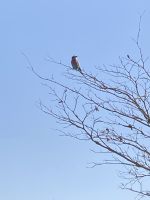 Jeep Safari, Bwabwata Park