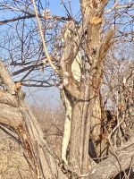 Jeep Safari, Bwabwata Park