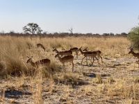 Jeep Safari, Bwabwata Park, Impalas