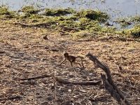 Jeep Safari, Bwabwata Park, Affen