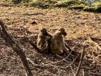 Jeep Safari, Bwabwata Park, Affen