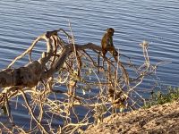 Jeep Safari, Bwabwata Park, Affen