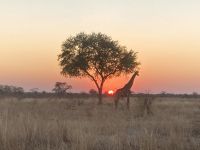 Jeep Safari, Bwabwata Park, Giraffen
