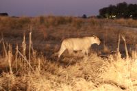 Jeep Safari, Bwabwata Park, Löwe