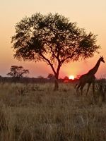 Jeep Safari, Bwabwata Park, Giraffe