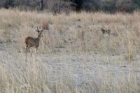 Jeep Safari, Bwabwata Park, Leopard