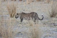 Jeep Safari, Bwabwata Park, Leopard