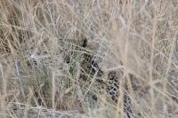 Jeep Safari, Bwabwata Park, Leopard