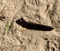 Tausendfüßler auf der Fahrt nach Botswana