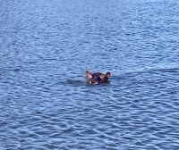 Bootsfahrt auf dem Chobe, Hippo