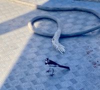 Bootsfahrt auf dem Chobe