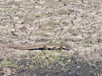 Bootsfahrt auf dem Chobe, Waran