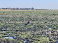 Bootsfahrt auf dem Chobe