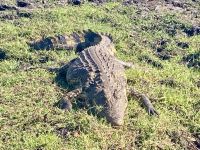 Bootsfahrt auf dem Chobe, Krokodil