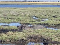 Bootsfahrt auf dem Chobe, Hippos