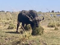 Bootsfahrt auf dem Chobe, Büffel