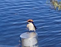 Bootsfahrt auf dem Chobe