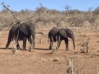 Jeep Safari, Chobe NP, Elefanten