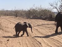 Jeep Safari, Chobe NP, Eelefanten