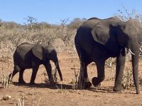 Jeep Safari, Chobe NP, Elefanten
