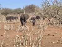 Jeep Safari, Chobe NP, Elefanten