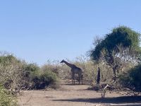 Jeep Safari, Chobe NP, Giraffen