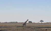 Jeep Safari, Chobe NP, Giraffe