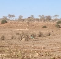 Jeep Safari, Chobe NP
