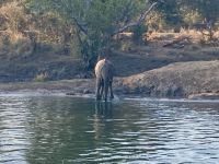 Bootsfahrt auf dem Sambesi, Elefanten
