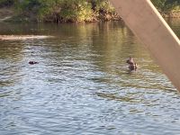 Bootsfahrt auf dem Sambesi, Hippos