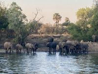 Bootsfahrt auf dem Sambesi, Elefanten