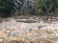 Bootsfahrt auf dem Sambesi, Krokodil