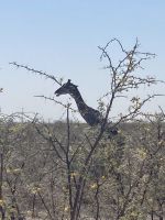 Safari Etosha, Giraffe