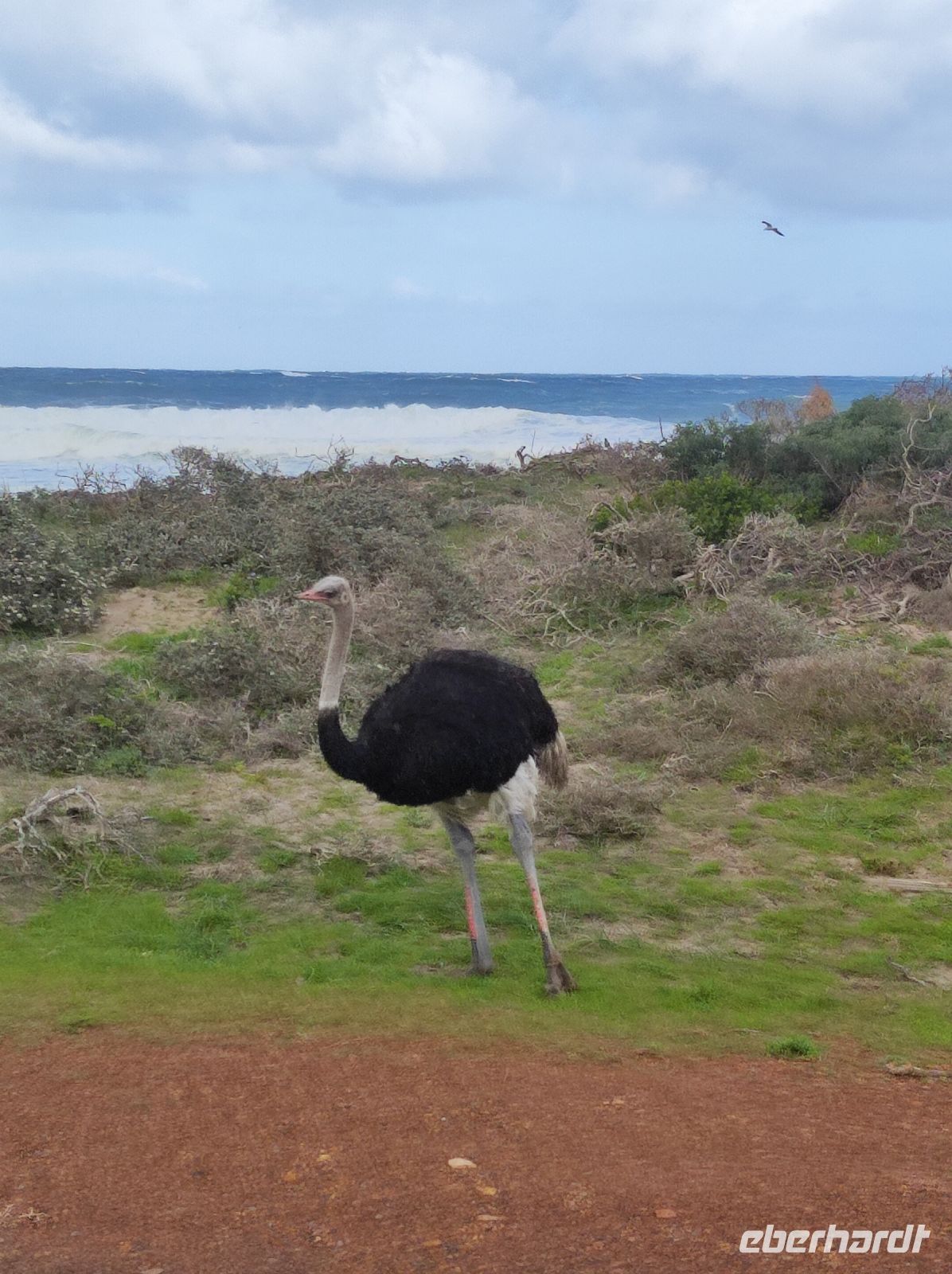 Strauße am Kap der Guten Hoffnung - Kapstadt (Südafrika)